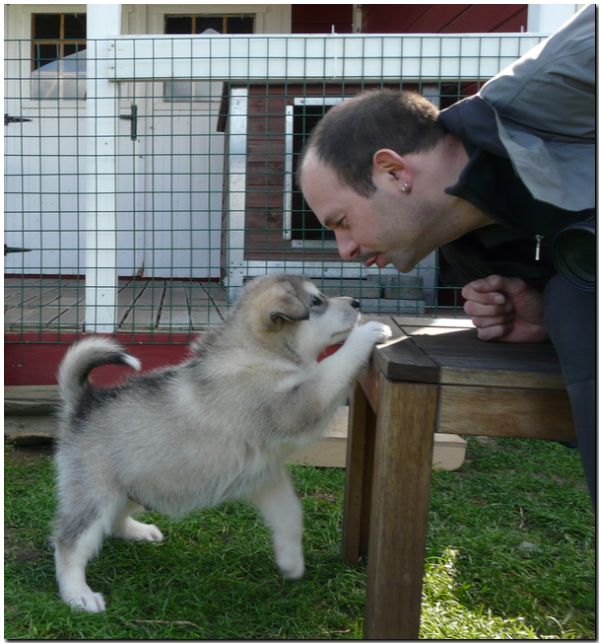 E Wurf 6 Wochen 470.jpg